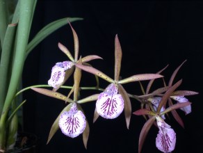 20195900 Encyvola Dawn Henry