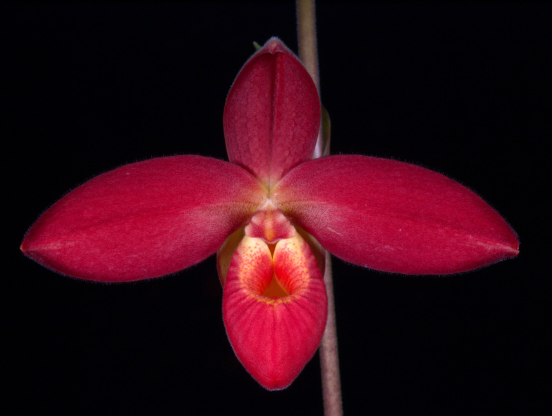 20195902PhragRougeBouillon