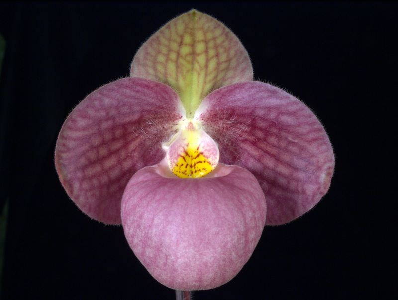 20195903PaphLibertyTaiwan