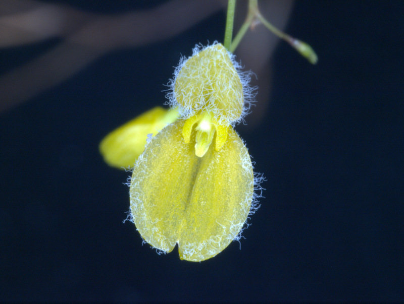 20195915 Pleurothallis flexuosa front