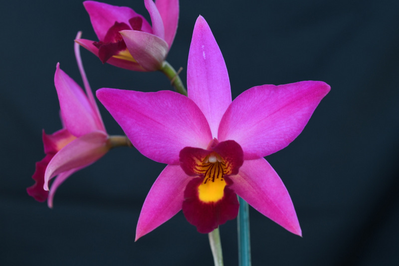 20195918 Lc El Rosario front