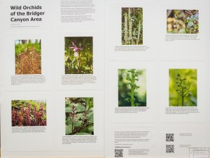 Wild Orchids of the Bridger Canyon Area